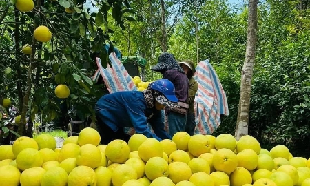 Ứng dụng quy trình hữu cơ, bưởi Phúc Trạch mang lại giá trị kinh tế cao
