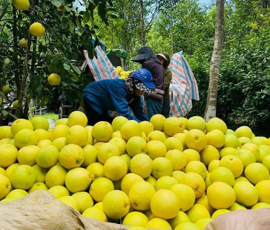  Rộn ràng không khí thu hoạch bưởi Phúc Trạch.