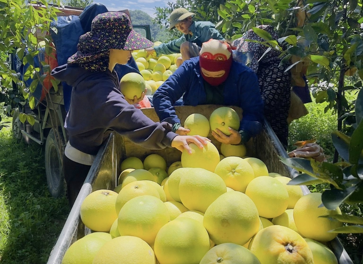 Giá cả bưởi vẫn phụ thuộc nhiều vào thương lái.