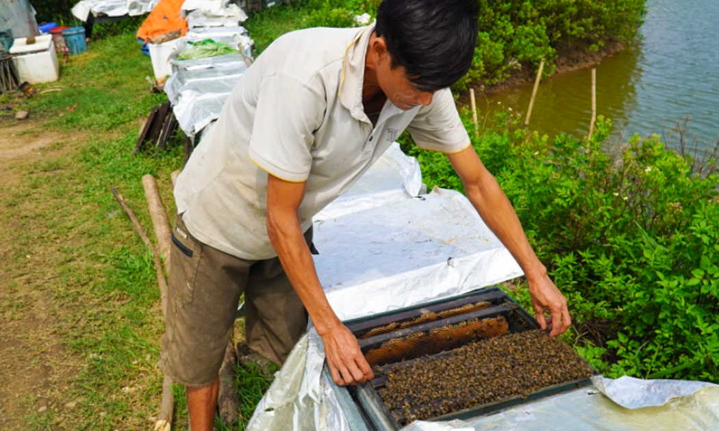 Những thùng ong xếp ngay ngắn dưới tán rừng sú vẹt ở Nga Sơn, nơi tạo ra nguồn mật ong đặc sản.