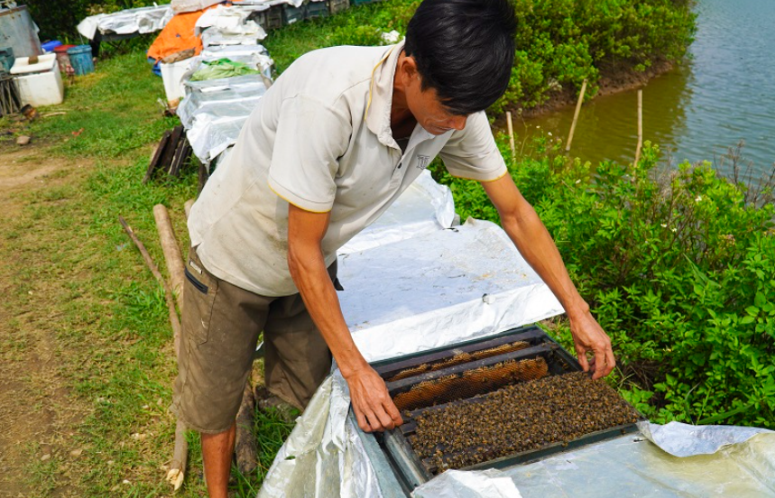 Những thùng ong xếp ngay ngắn dưới tán rừng sú vẹt ở Nga Sơn, nơi tạo ra nguồn mật ong đặc sản.