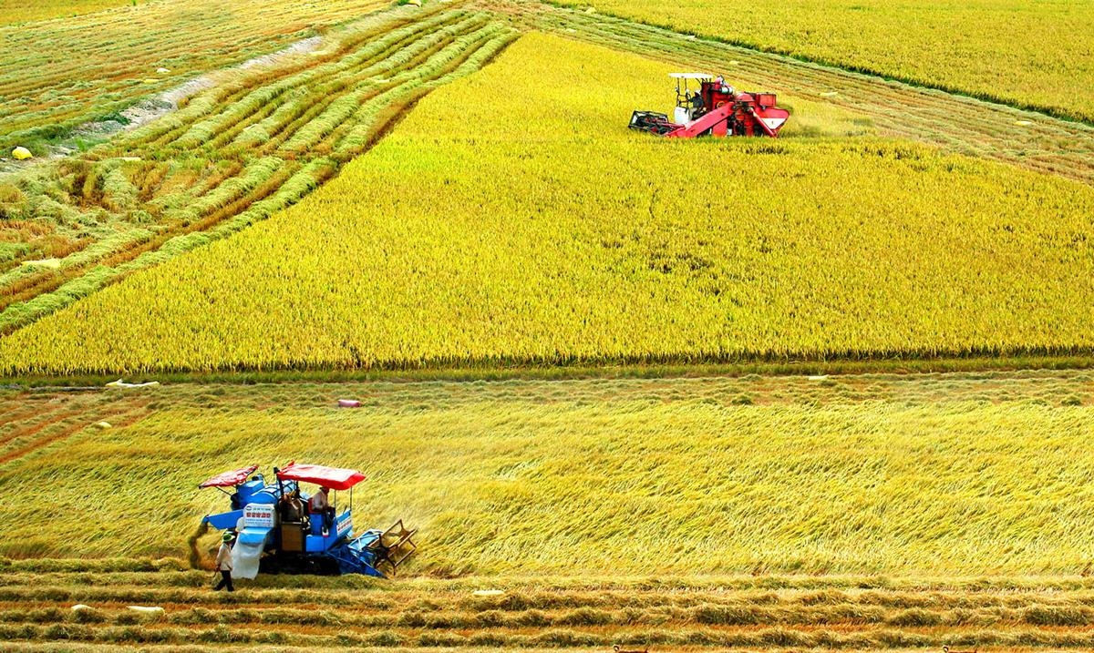 Đồng bằng sông Cửu Long rất có tiềm năng phát triển du lịch canh nông.