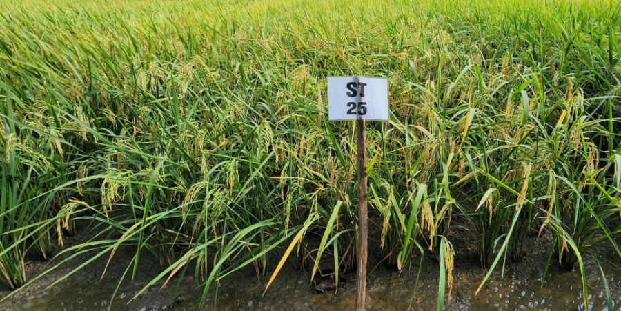 Đồng Tháp có ý định triển khai dự án du lịch canh nông gắn với phát triển thương hiệu gạo ST25.