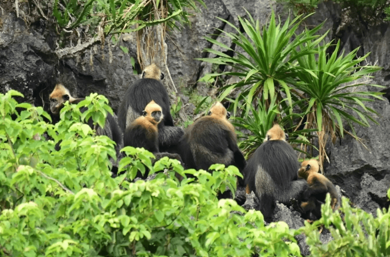 Cát Bà là nơi duy nhất trên thế giới có Voọc Cát Bà.