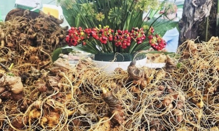 Sâm Ngọc Linh Đà Nẵng: Từ di sản văn hóa đến phát triển kinh tế bền vững