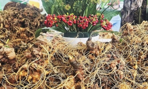 Sâm Ngọc Linh Đà Nẵng: Từ di sản văn hóa đến phát triển kinh tế bền vững