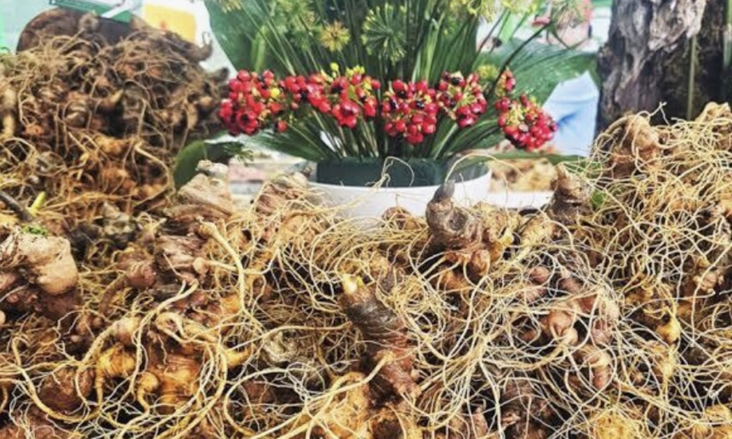 Sâm Ngọc Linh vừa thu hoạch