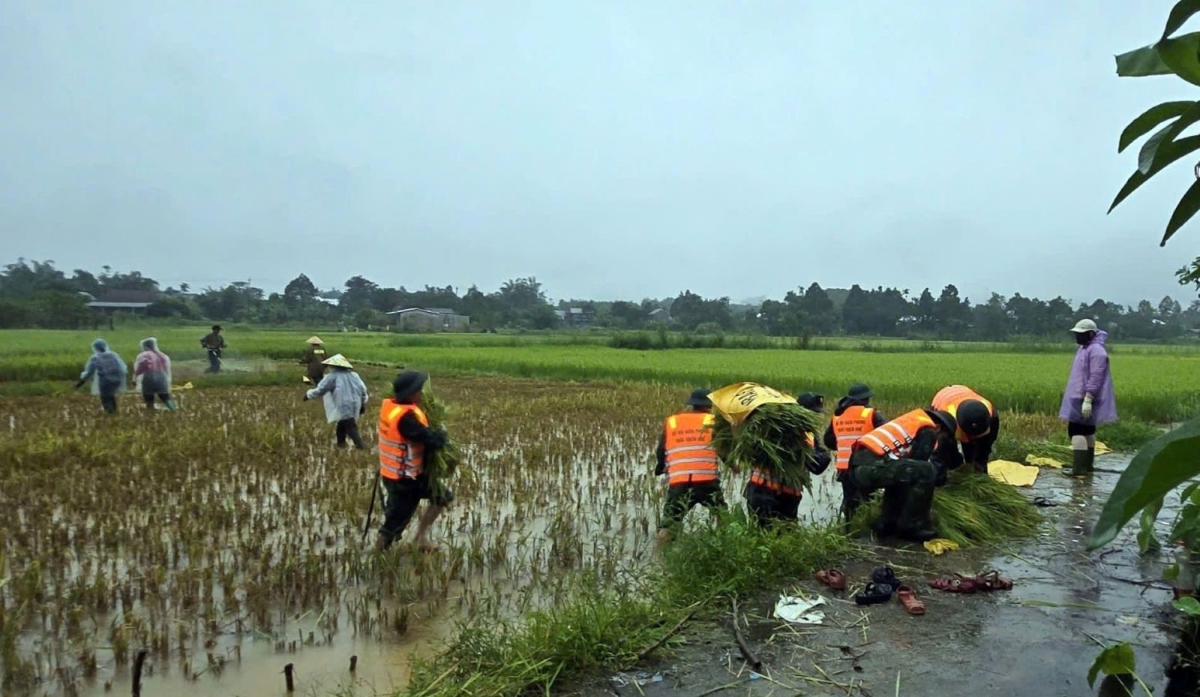 Lực lượng chức năng khẩn trương hỗ trợ người dân thu hoạch lúa trước khi bão vào đất liền