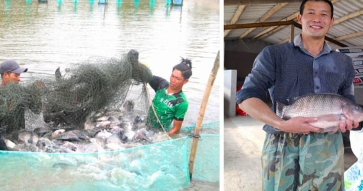 Kim ngạch xuất khẩu cá rô phi 8 tháng năm 2025 đạt cao nhất trong 5 năm