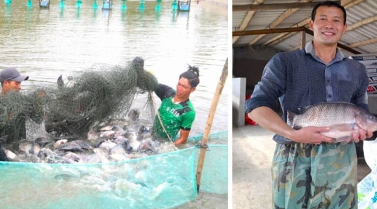 Mô hình nuôi ghép cá rô phi trong ao phổ biến hiện nay.