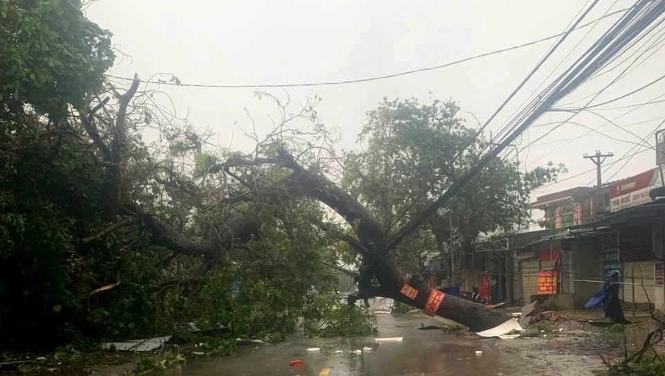 Nhiều cây cổ thụ bị ngã đổ.