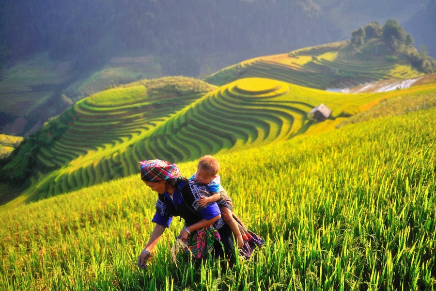 Mỗi chứng nhận xanh đưa ra những bộ tiêu chí khác nhau, nhưng cùng tập trung vào ba trụ cột chính: môi trường - xã hội - quản trị.