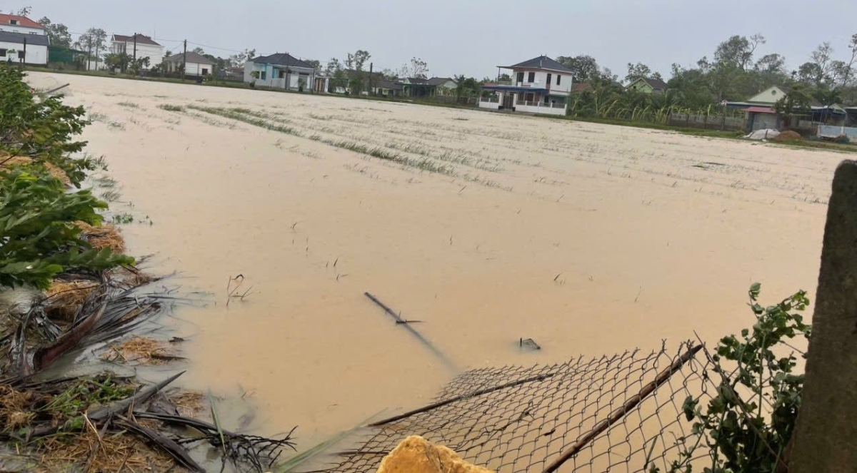 Bão số 10 gây thiệt hại trong sản xuất nông nghiệp tại Nghệ An đặc biệt lớn