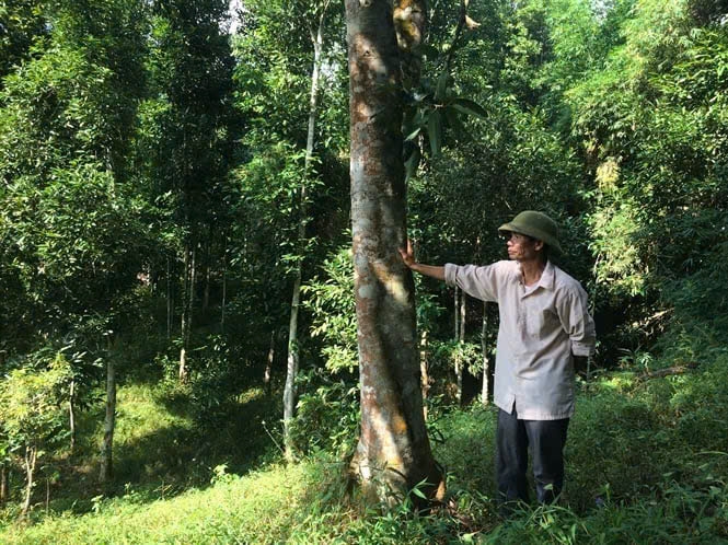 Người trồng quế có thể thu 40 – 50 triệu đồng/ha mỗi năm.