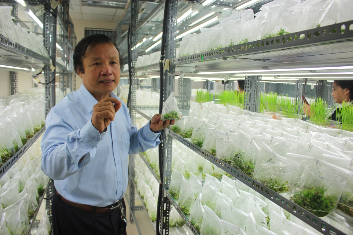 GS,TS. Lê Huy Hàm giới thiệu giống lứa mới tạo ra từ công nghệ chỉnh sửa gen đang ươm tại Viện Di truyền Nông nghiệp Việt Nam. Ảnh Chu Khôi.