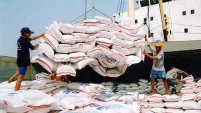 Vietnam intensifies efforts to boost rice exports, stabilize prices