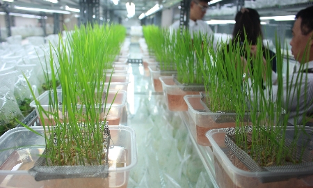 Các nhà khoa học Việt Nam làm chủ công nghệ chỉnh sửa gen
