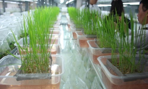 Các nhà khoa học Việt Nam làm chủ công nghệ chỉnh sửa gen