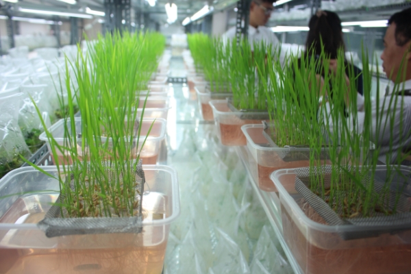 Giống lúa chỉnh sửa gen tại Viện Di truyền nông nghiệp Việt Nam. Ảnh chu Khôi.