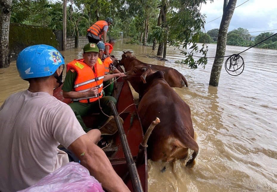 Lực lương chức năng nỗ lực đưa tài sản, vật nuôi của các hộ gia đình thoát khỏi khu vực nước ngập sâu