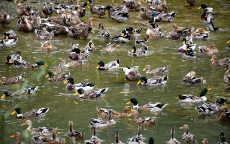 Giống vịt Cổ Lũng nổi tiếng bởi chất lượng thịt thơm ngon, sức đề kháng tốt