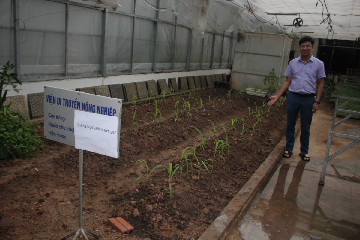 Giống ngô chỉnh sửa gen tại Viện Di truyền nông nghiệp Việt Nam. Ảnh Chu Khôi.