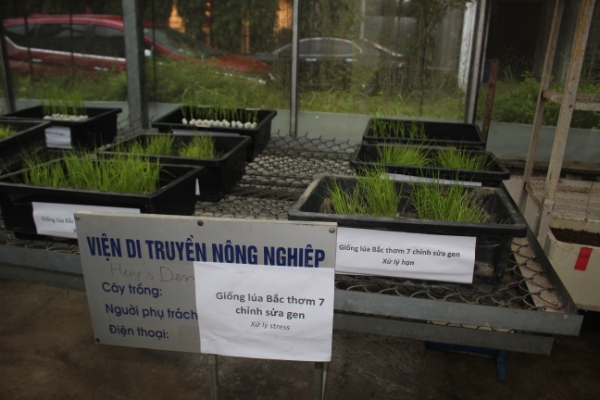 Giống lúa Bắc thơm 7 chỉnh sửa gen đang ươm tại Viện Di truyền nông nghiệp Việt Nam, Ảnh Chu Khôi.