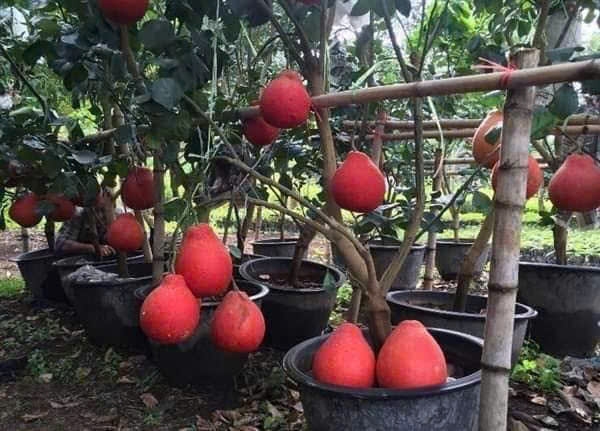 Bưởi Luận Văn.