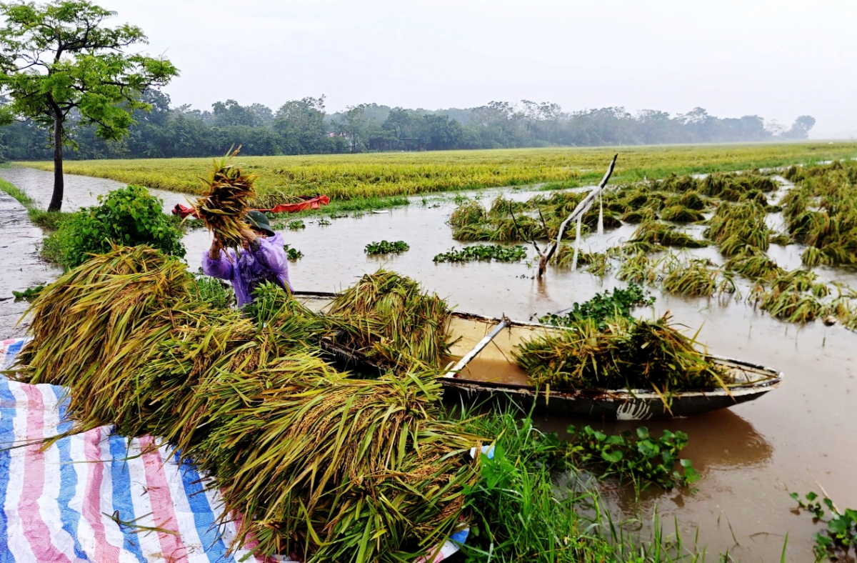 Người dân Phú Thọ tranh thủ gặt lúa chạy lũ.