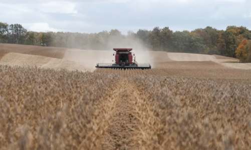 Tổng thống Trump sẽ sớm xử lý vấn đề đậu tương với Trung Quốc