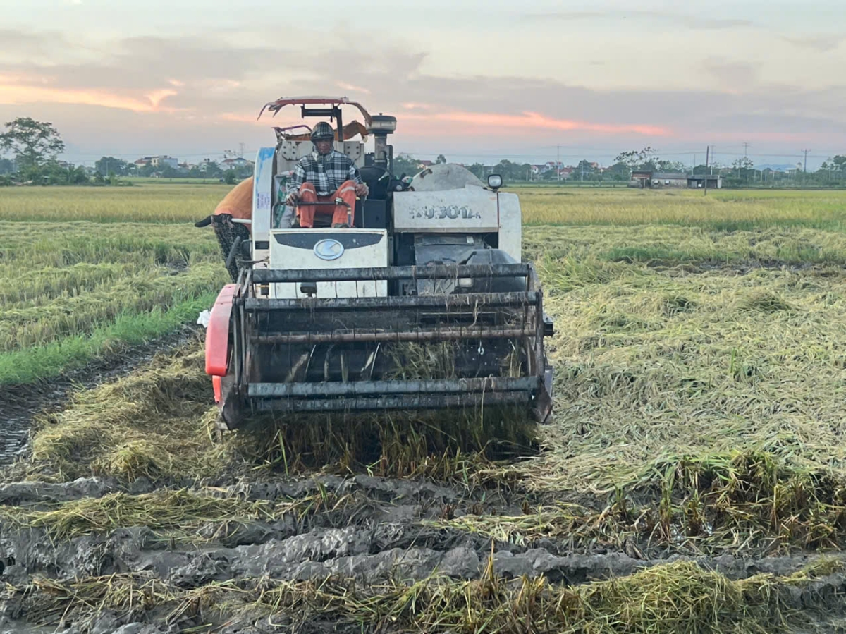 Ngay sau khi cơn bão số 10 đi qua, trên các cánh đồng xã Thiệu Hóa, không khí thu hoạch lúa mùa diễn ra hết sức khẩn trương. Tranh thủ thời tiết tạnh ráo, bà con nông dân huy động tối đa phương tiện máy móc đẩy nhanh tiến độ thu hoạch lúa, giảm thiểu thiệt hại trước khi mưa bão có thể xảy ra.