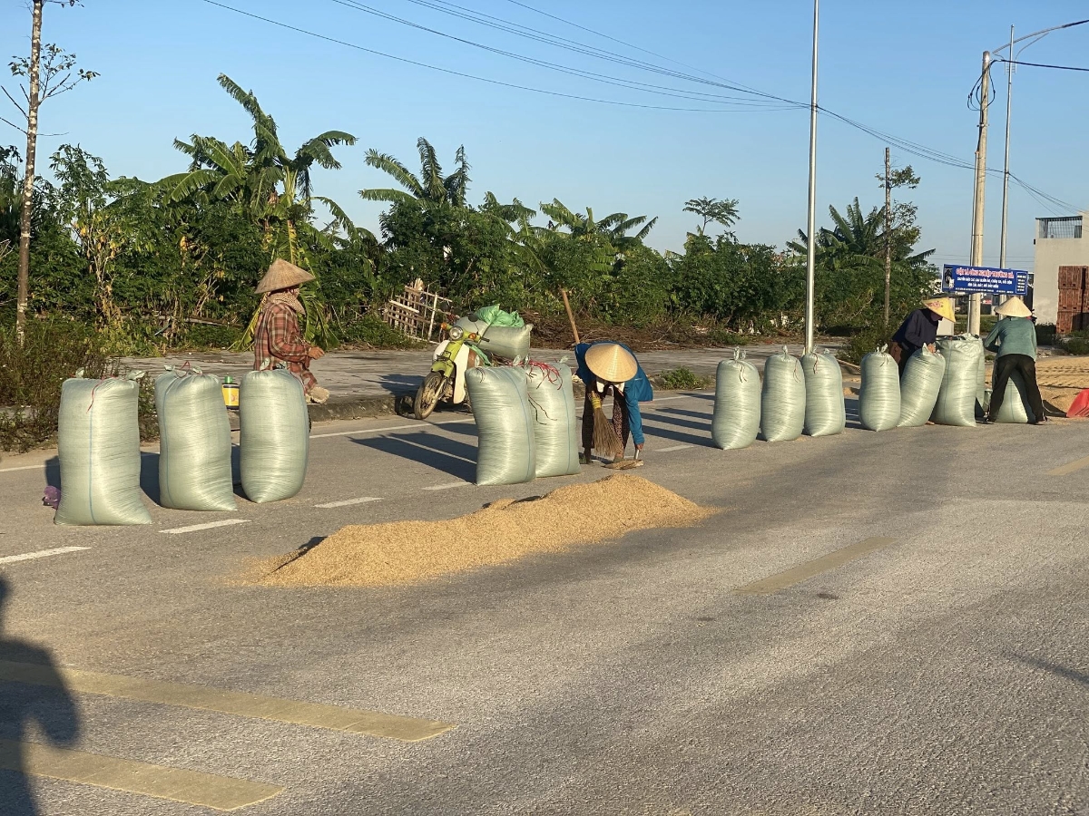 Tranh thủ nắng lên bà con nông dân tập trung phơi lúa vừa thu hoạch