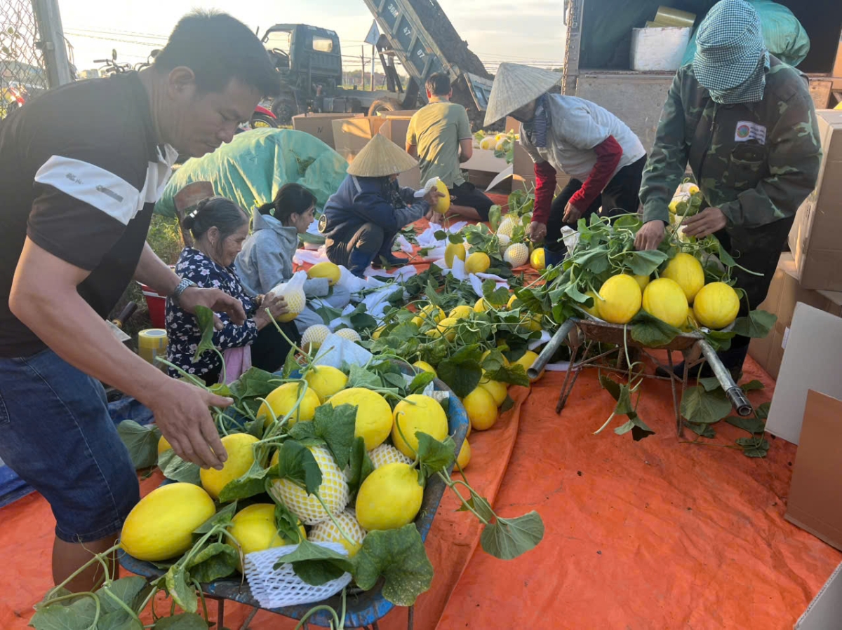 Nhiều nhà vườn tranh thủ thu hoạch dưa vàng