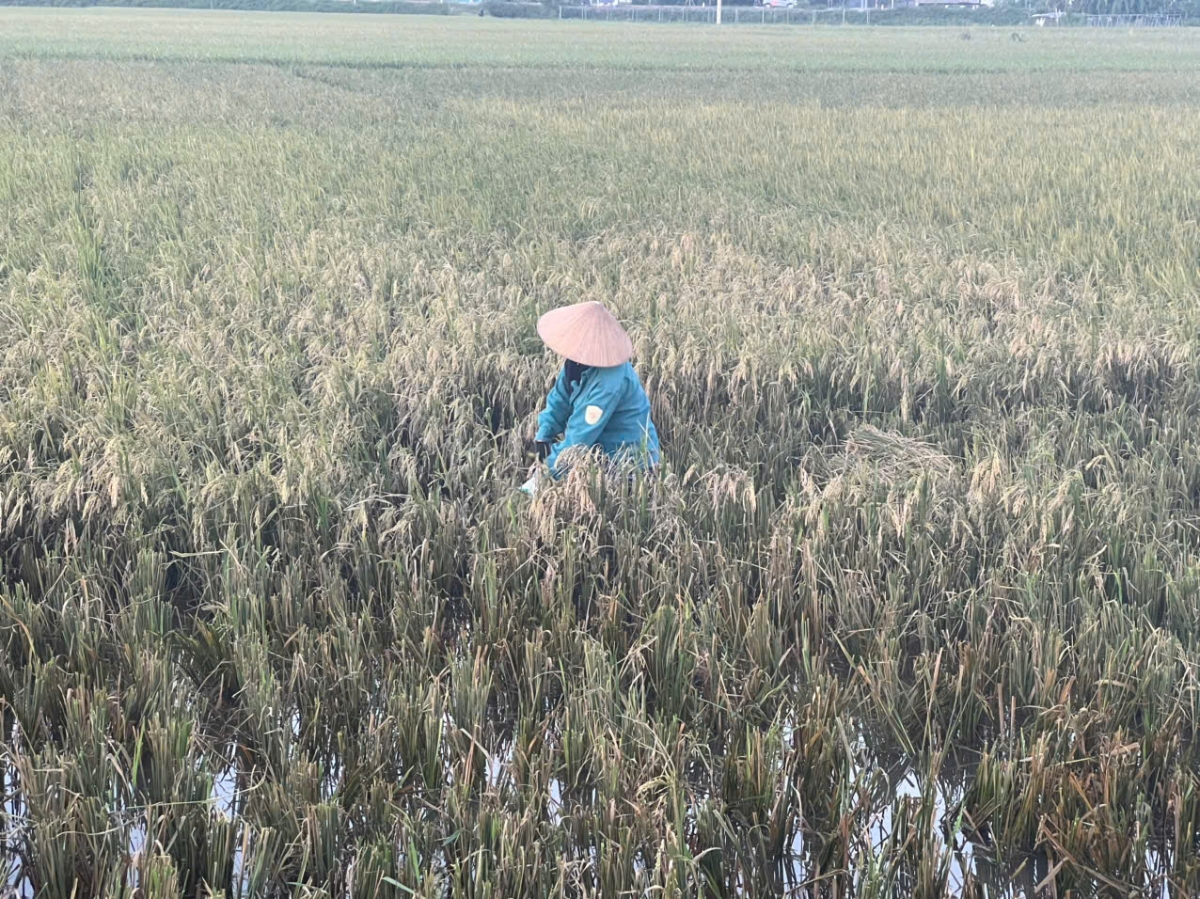 Diện tích bị ngập đổ nông dân khắc phục gặt tay&nbsp;