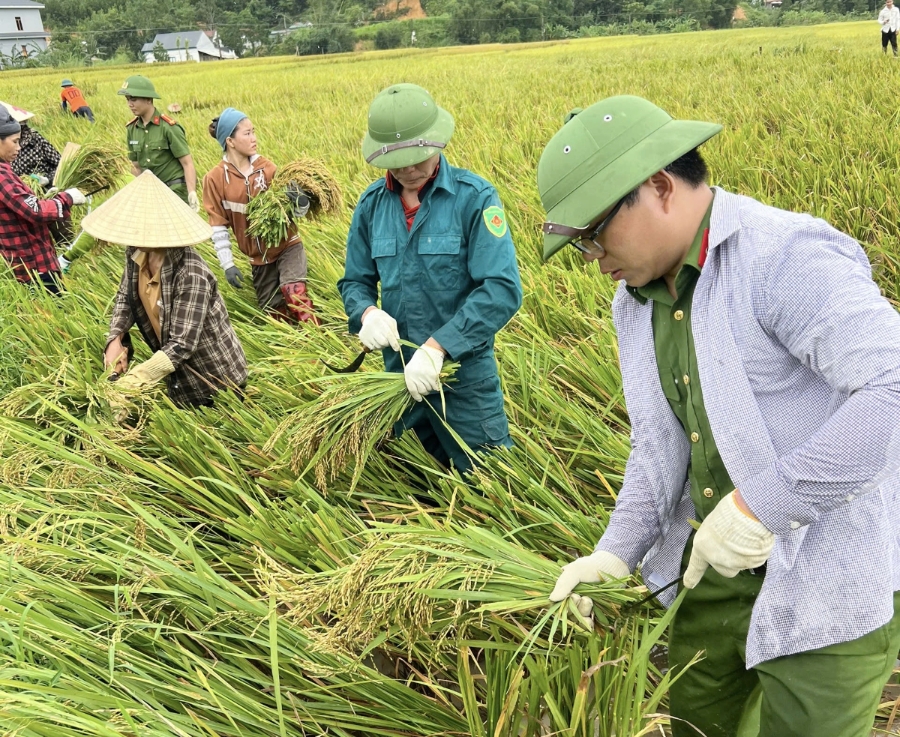Công an xã Thắng Lộc huy động lực lượng xuống đồng giúp gia đình ông Vi Văn Đua, thôn Tân Thắng thu hoạch 1.500m2 lúa bị đổ ngã do ảnh hưởng mưa bão.
