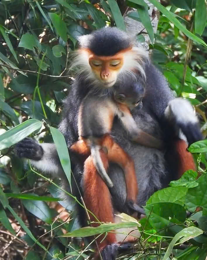 Vườn quốc gia Bạch Mã có nhiều loài quý hiếm như voọc chà vá chân nâu, sao la, gà lôi lam mào trắng...