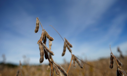 “Tổng thống Trump tính hỗ trợ 10 tỷ USD cho nông dân Mỹ”