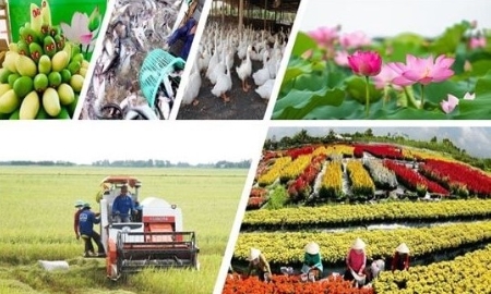 Sản xuất nông nghiệp vượt qua thiên tai, duy trì sản lượng