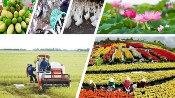 Sản xuất nông nghiệp vượt qua thiên tai, duy trì sản lượng