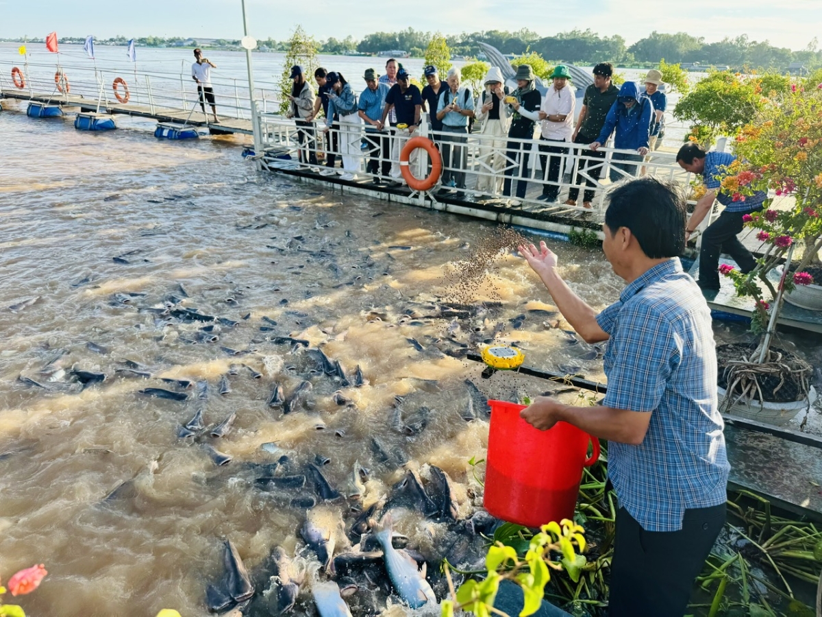 Cho cá tra ăn tại mô hình nuôi thuỷ sản sinh thái tại tỉnh Đồng Tháp.