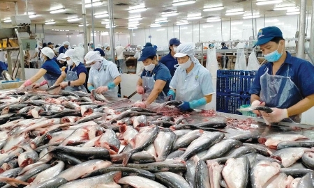 Xuất khẩu thuỷ sản bứt phá ấn tượng, chủ động thích ứng trước rào cản mới