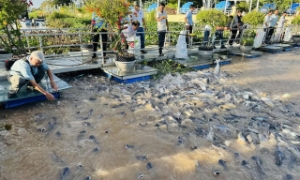 Thúc đẩy chuyển đổi nông nghiệp sinh thái tại Đồng bằng sông Cửu Long 