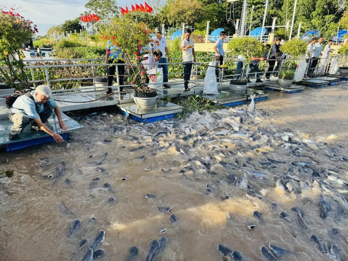 Một mô hình nuôi cá tra sinh thái tại tỉnh Đồng Tháp.