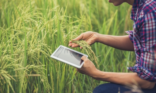 Con đường đến an ninh lương thực trong bối cảnh biến đổi khí hậu gia tăng