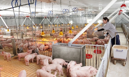 Công nghệ giúp giảm giá thành, mở đường cho ngành chăn nuôi bứt phá