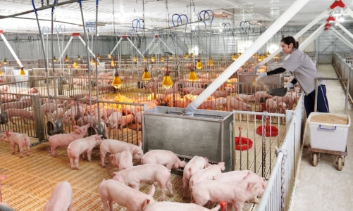 Công nghệ giúp giảm giá thành, mở đường cho ngành chăn nuôi bứt phá