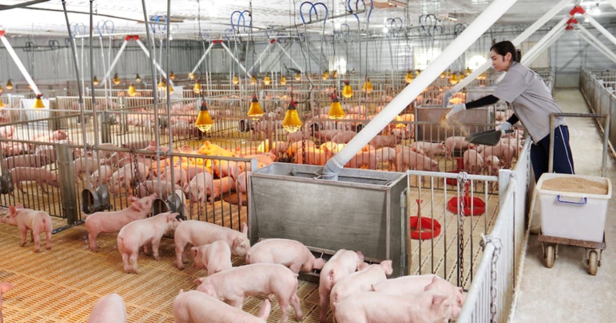 Công nghệ giúp giảm giá thành, mở đường cho ngành chăn nuôi bứt phá