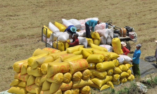 Xuất khẩu gạo 9 tháng: Sản lượng tăng nhẹ, giá trị giảm mạnh