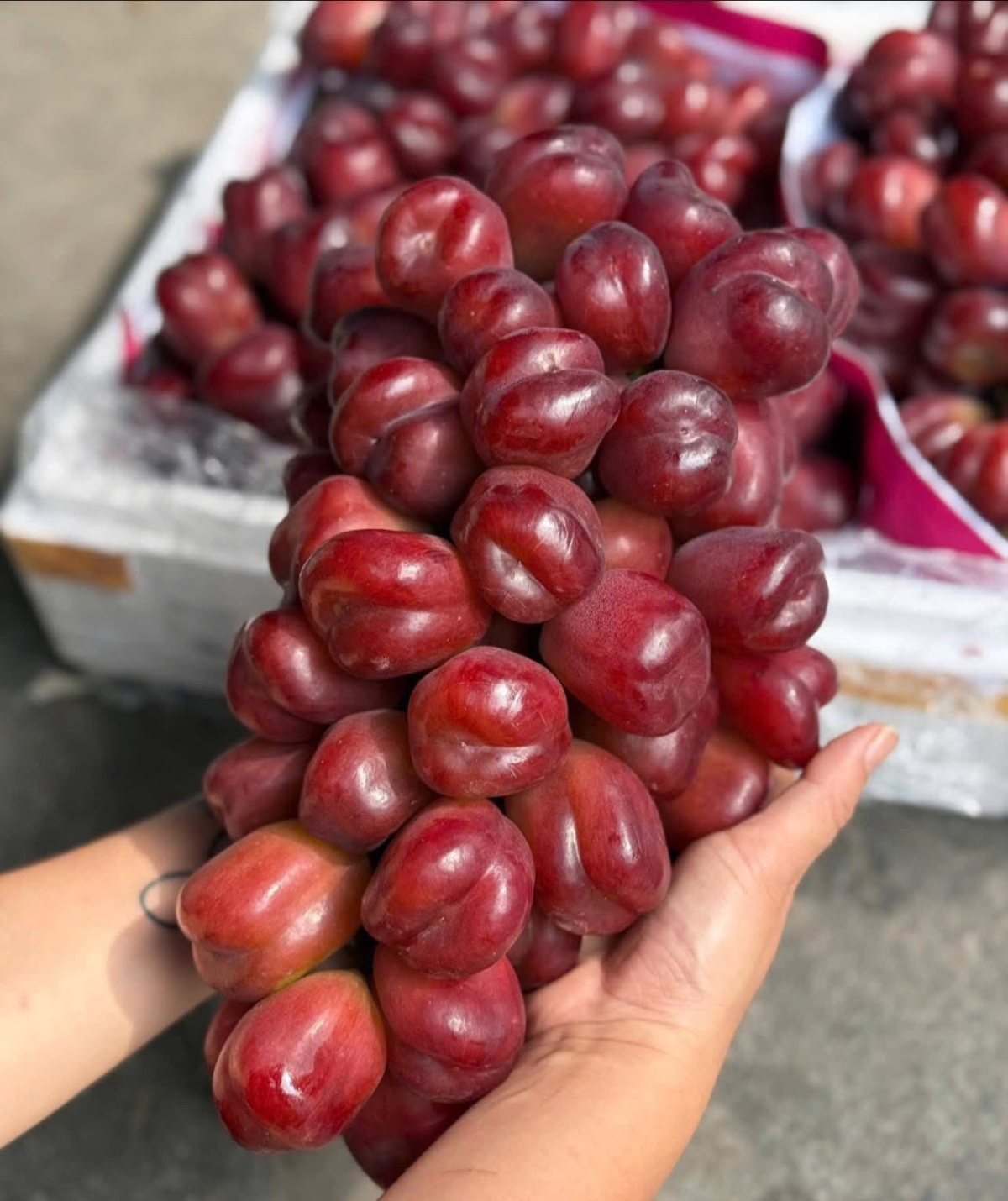 Nho sữa đỏ trái tim là loại trái cây nhập khẩu đang 