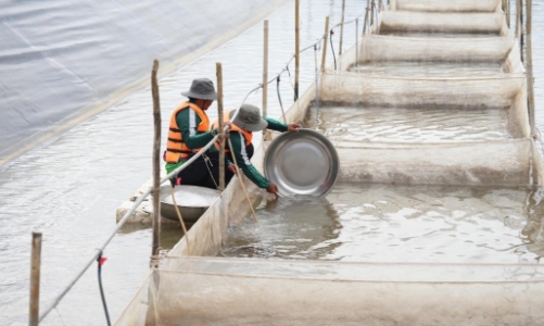 GREENFEED và hành trình tham gia chuỗi giá trị thủy hải sản toàn cầu